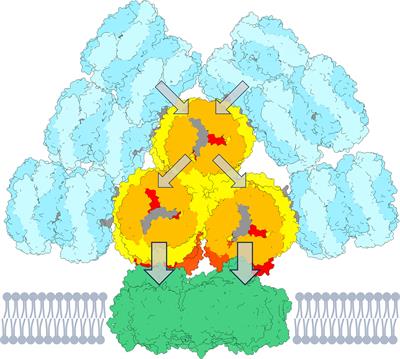 Energy transfer from phycobilisomes to photosystem I at 77 K